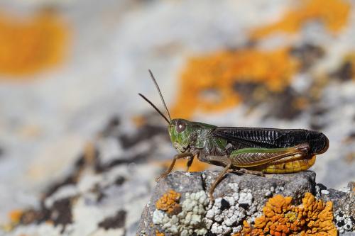 Réf. 149 914 : Stenobothrus cotticus