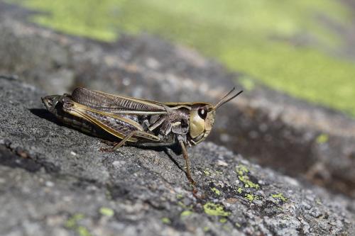 Réf. 149 813 : Stenobothrus cotticus