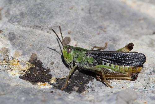 Stenobothrus cotticus
