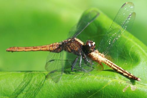 Réf. 149 700 : Erythemis peruviana