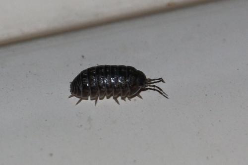 Armadillidium vulgare