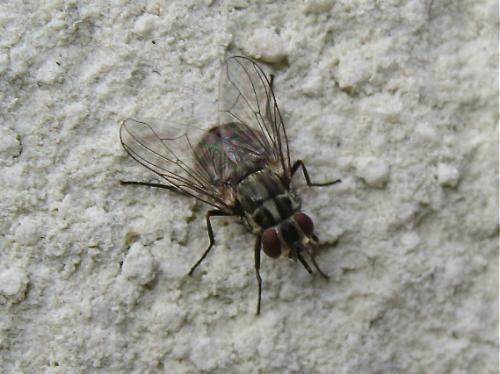 Réf. 149 466 : Stomoxys calcitrans