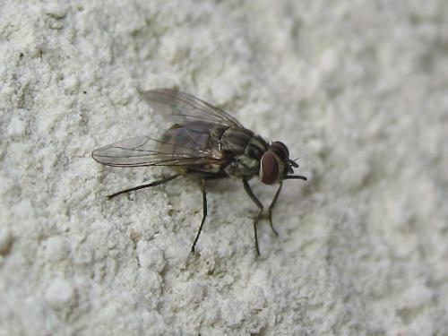 Réf. 149 467 : Stomoxys calcitrans