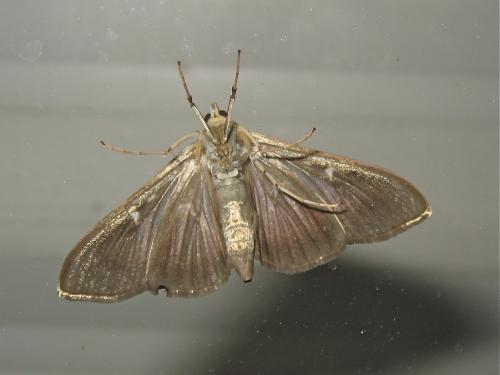 Cydalima perspectalis