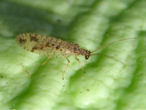 Micromus variegatus