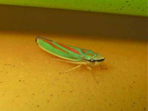 Graphocephala fennahi