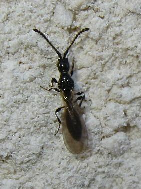 Réf. 149 943 : Psilus sp.
