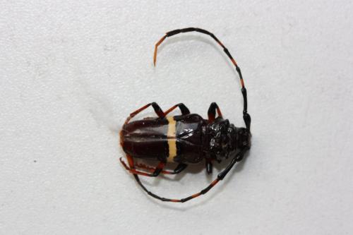 Trachyderes succinctus