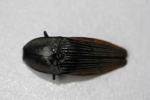 Réf. 149 514 : Chalcolepidius albisetosus