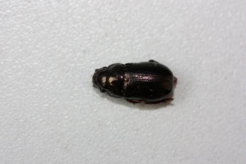 Leucothyreus sp.