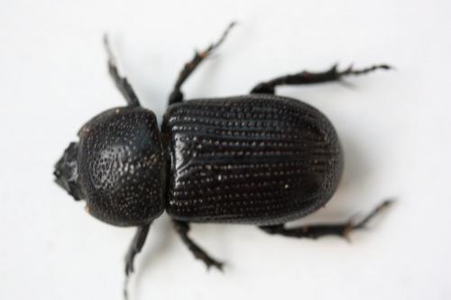 Réf. 149 508 : Hemiphileurus sp.