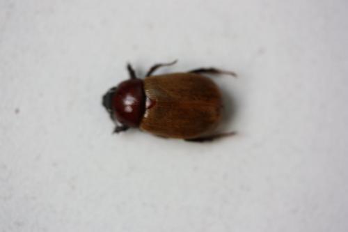 Réf. 149 507 : Cyclocephala sp.