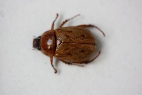 Réf. 149 505 : Cyclocephala sp.