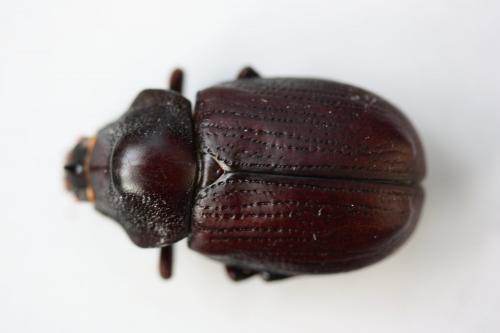 Coelosis sp.