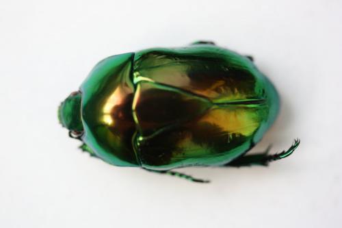 Réf. 149 503 : Macraspis lucida