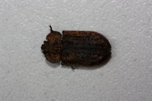 Réf. 149 499 : Calitys scabra