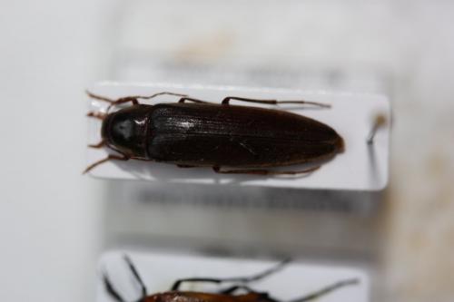 Réf. 149 497 : Serropalpus barbatus