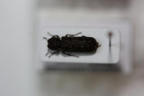 Réf. 149 496 : Lichenophanes varius