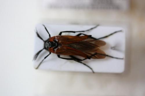 Metoecus paradoxus