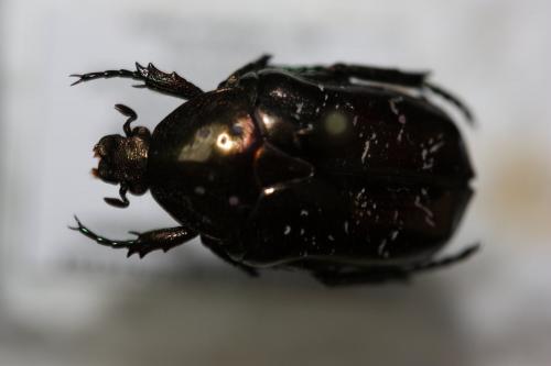 Réf. 149 494 : Liocola marmorata