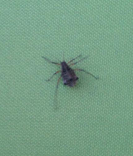 Cinara sp.