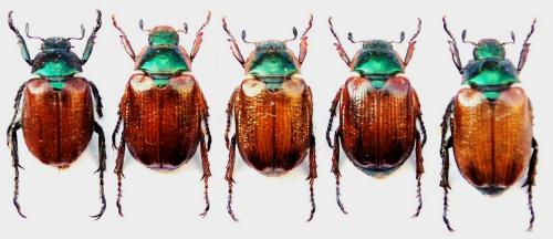 Réf. 149 363 : Phyllopertha humeralis