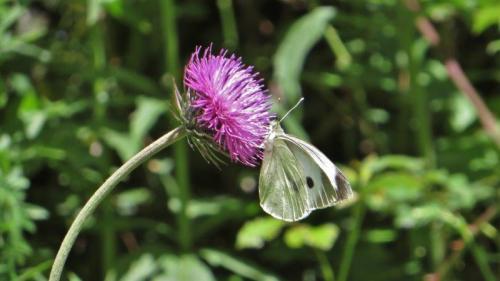 Pieris brassicae