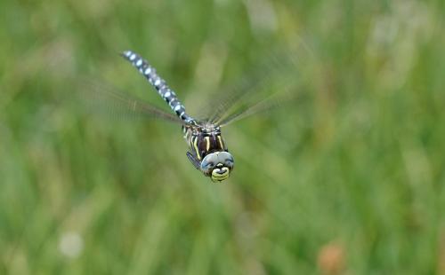 Réf. 149 994 : Aeshna juncea