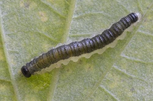 Réf. 149 850 : Priophorus brullei