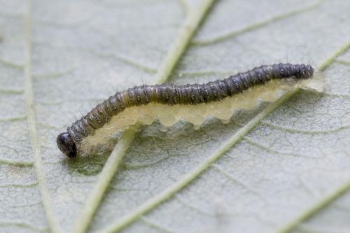 Réf. 149 851 : Priophorus brullei