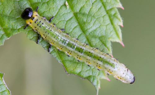 Arge gracilicornis