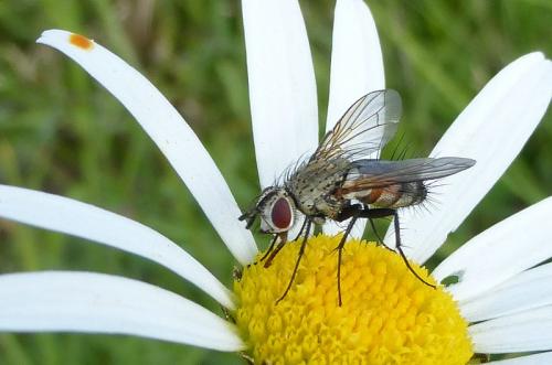 Bithia spreta