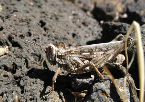 Dericorys lobata