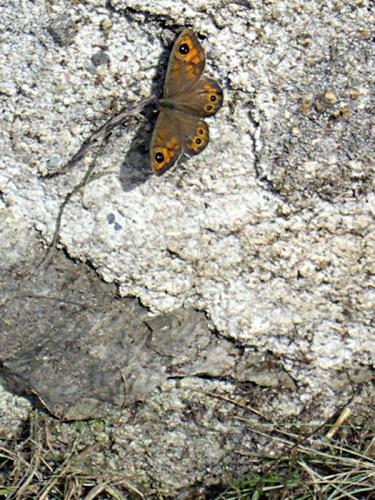 Lasiommata maera