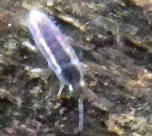 Lepidocyrtus cyaneus