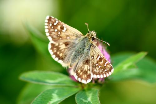 Réf. 149 712 : Pyrgus sp.