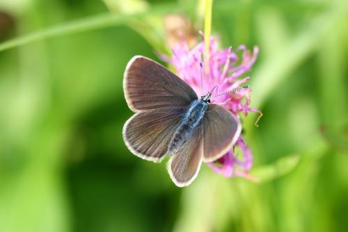 Réf. 149 657 : Cyaniris semiargus