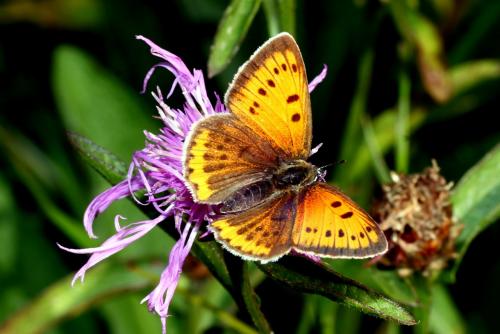 Lycaena dispar