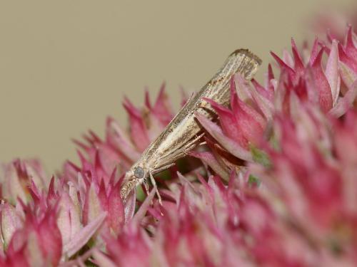 Agriphila geniculea