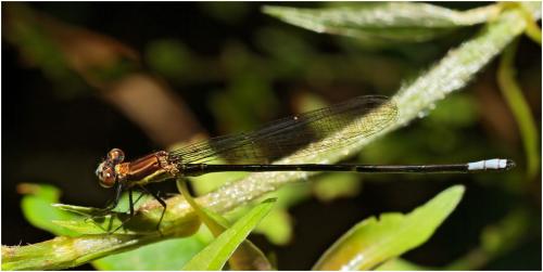 Leptagrion macrurum