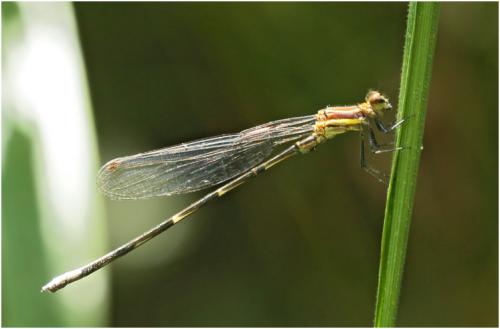 Leptagrion macrurum