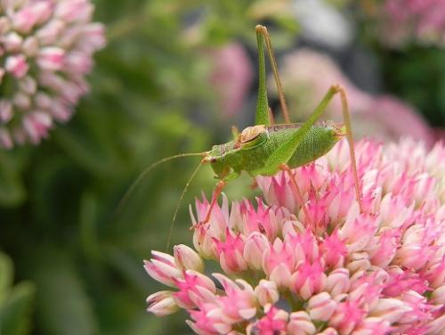 Réf. 149 251 : Leptophyes punctatissima