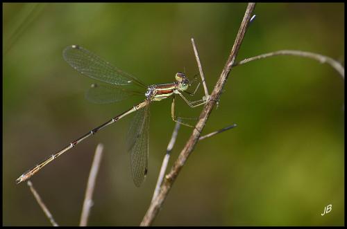 Réf. 149 689 : Lestes barbarus
