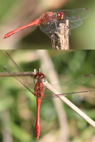 Sympetrum sanguineum