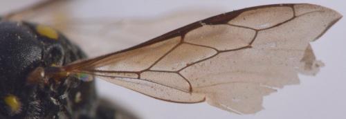 Lindenius panzeri