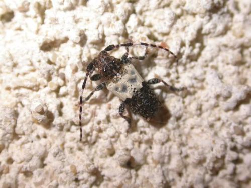Réf. 149 211 : Pogonocherus hispidulus