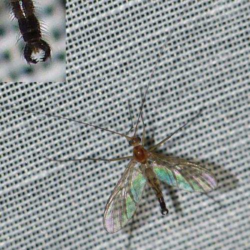 Macrocera sp.