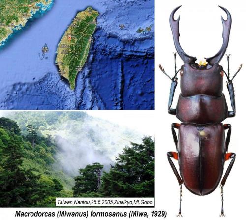 Réf. 149 912 : Macrodorcas formosanus