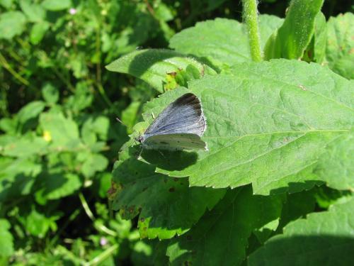 Celastrina argiolus