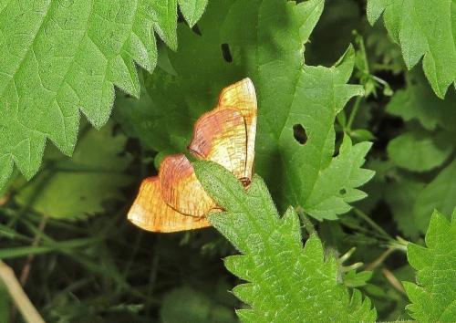 Plagodis dolabraria